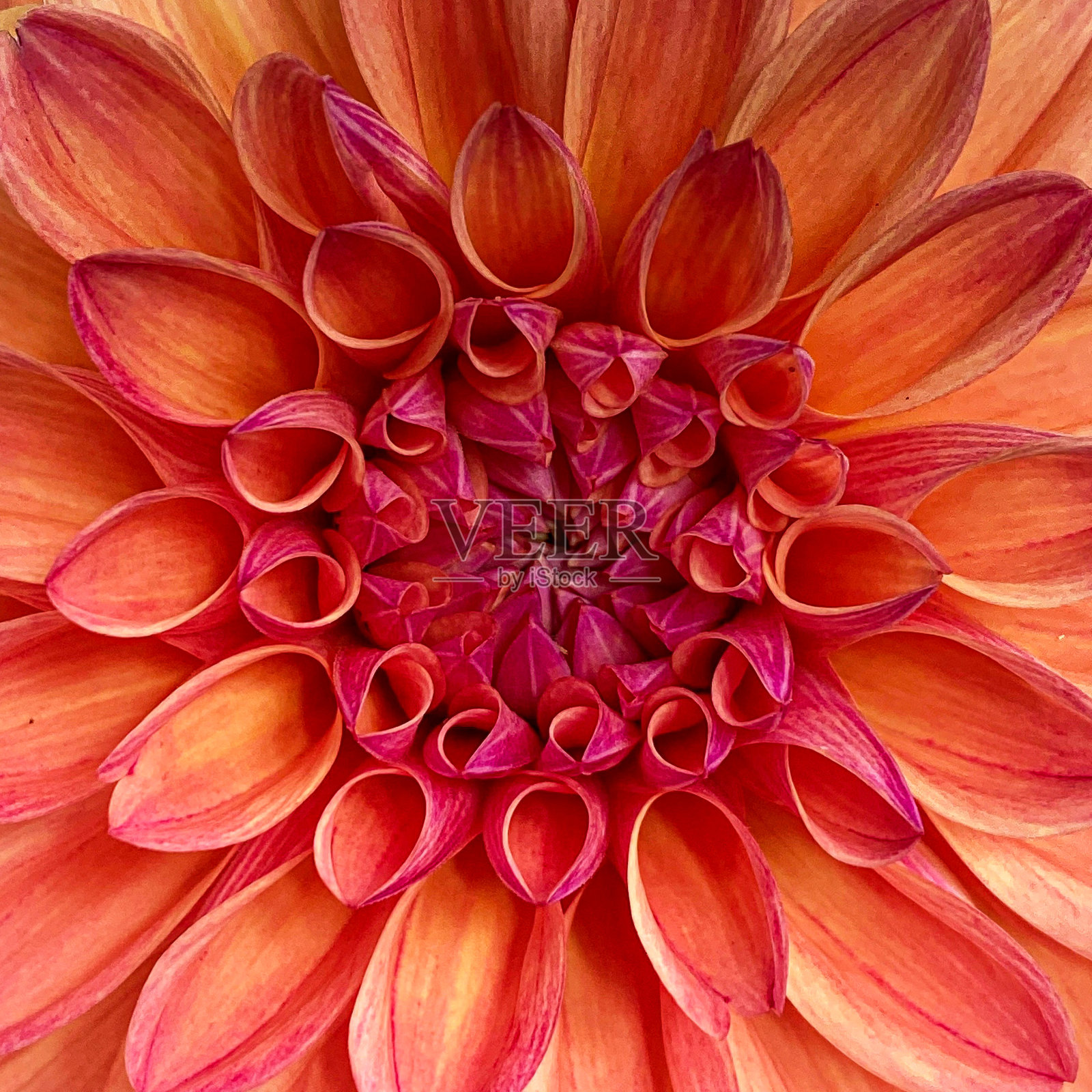 大丽花特写照片摄影图片