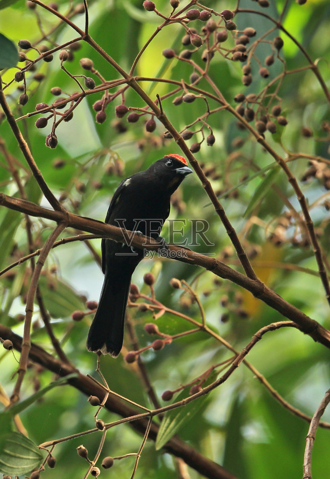 Flame-crested唐纳雀照片摄影图片