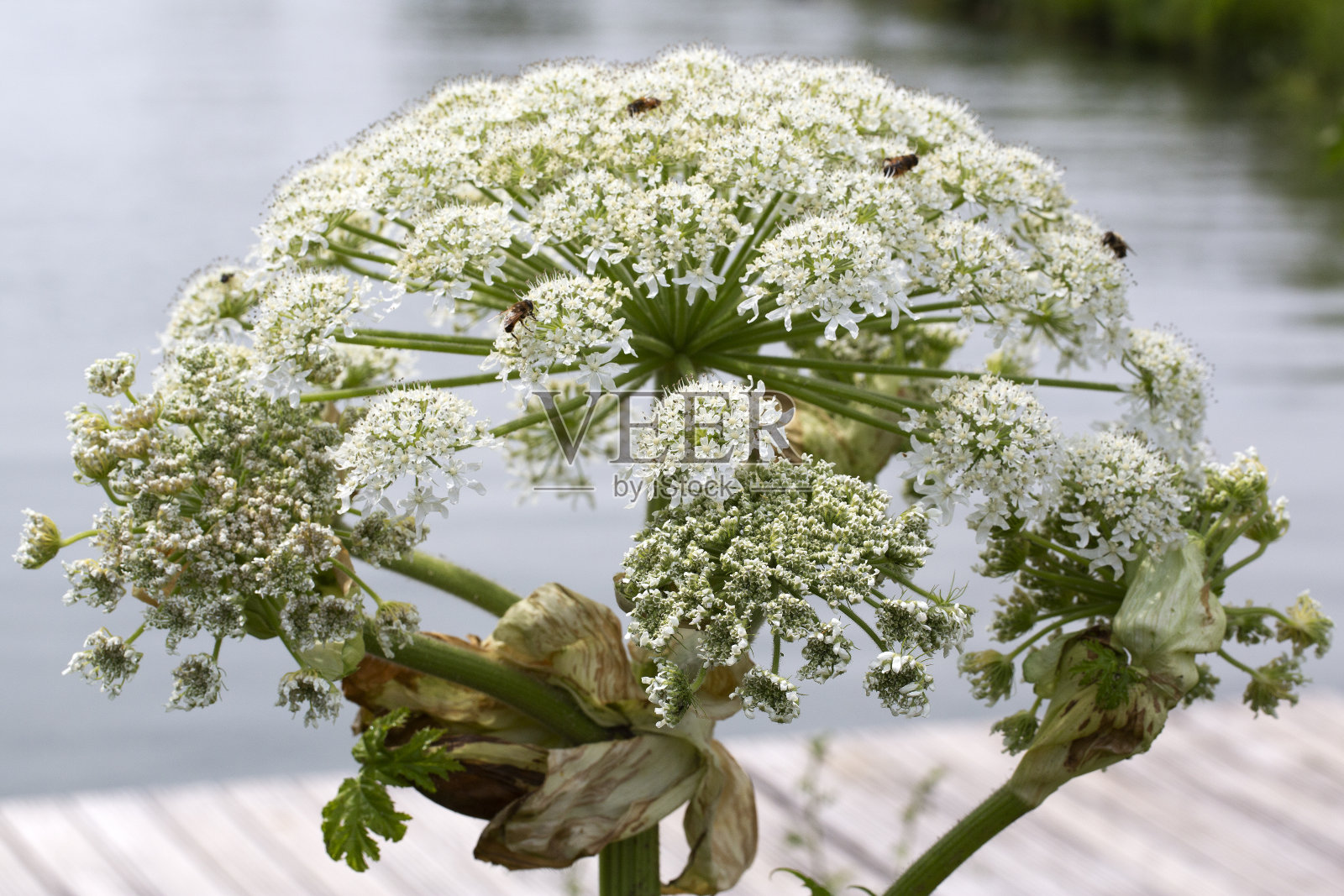 大猪草,开花伞形花序照片摄影图片