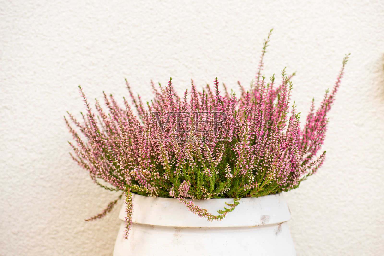 石南花,普通花菜,在墙边的花盆里照片摄影图片