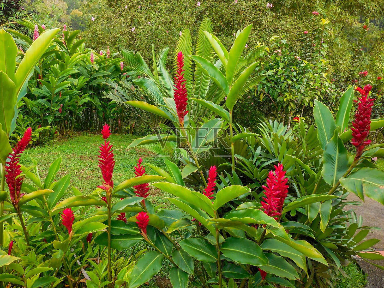 马提尼克岛的热带花朵照片摄影图片