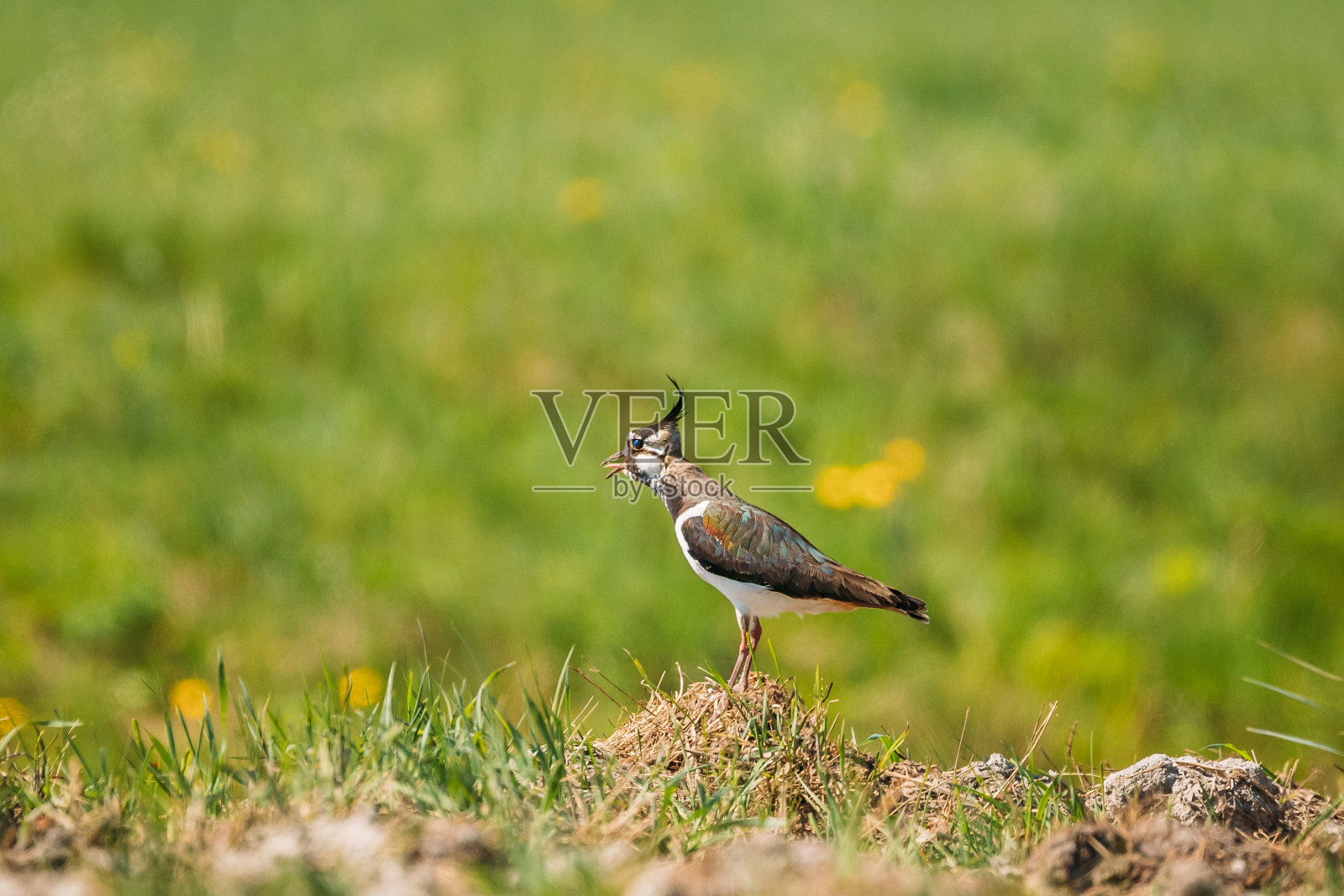 北田凫或小燕子在夏天的田野里歌唱。白俄罗斯的野生鸟类照片摄影图片