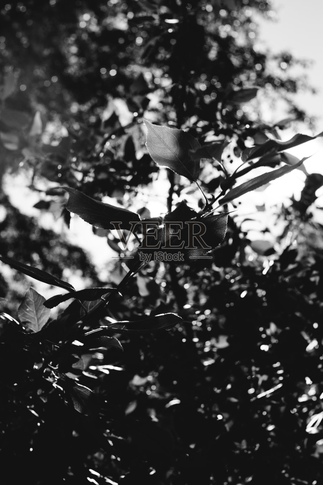 黑色和白色的花和植物照片摄影图片