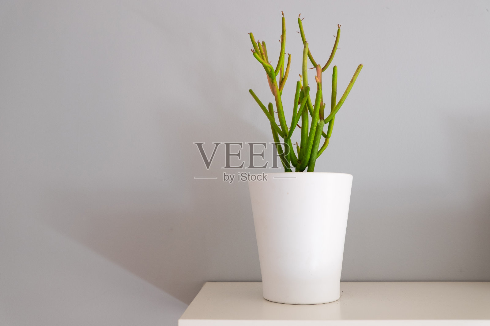 现代漂浮书架展示多肉的室内植物照片摄影图片