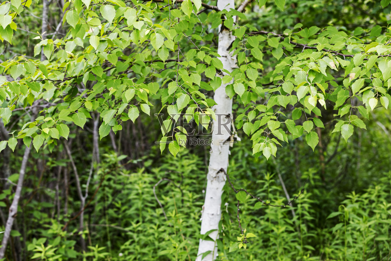 纸皮桦树照片摄影图片