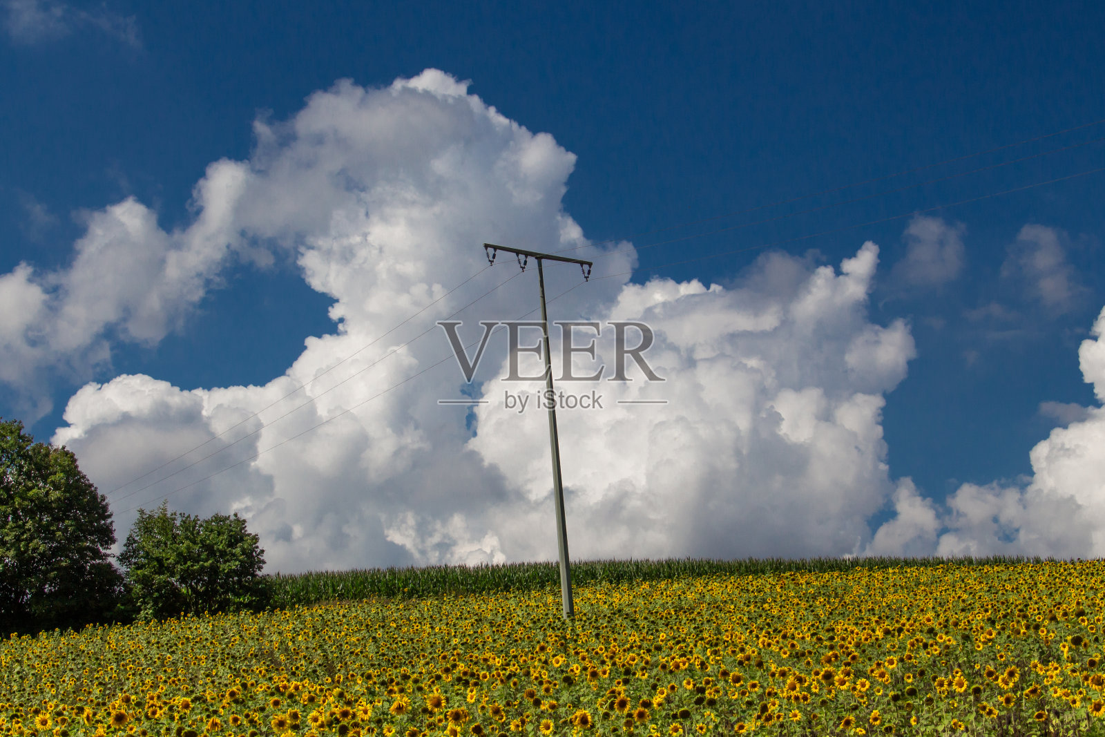 向日葵田和天空的云彩照片摄影图片