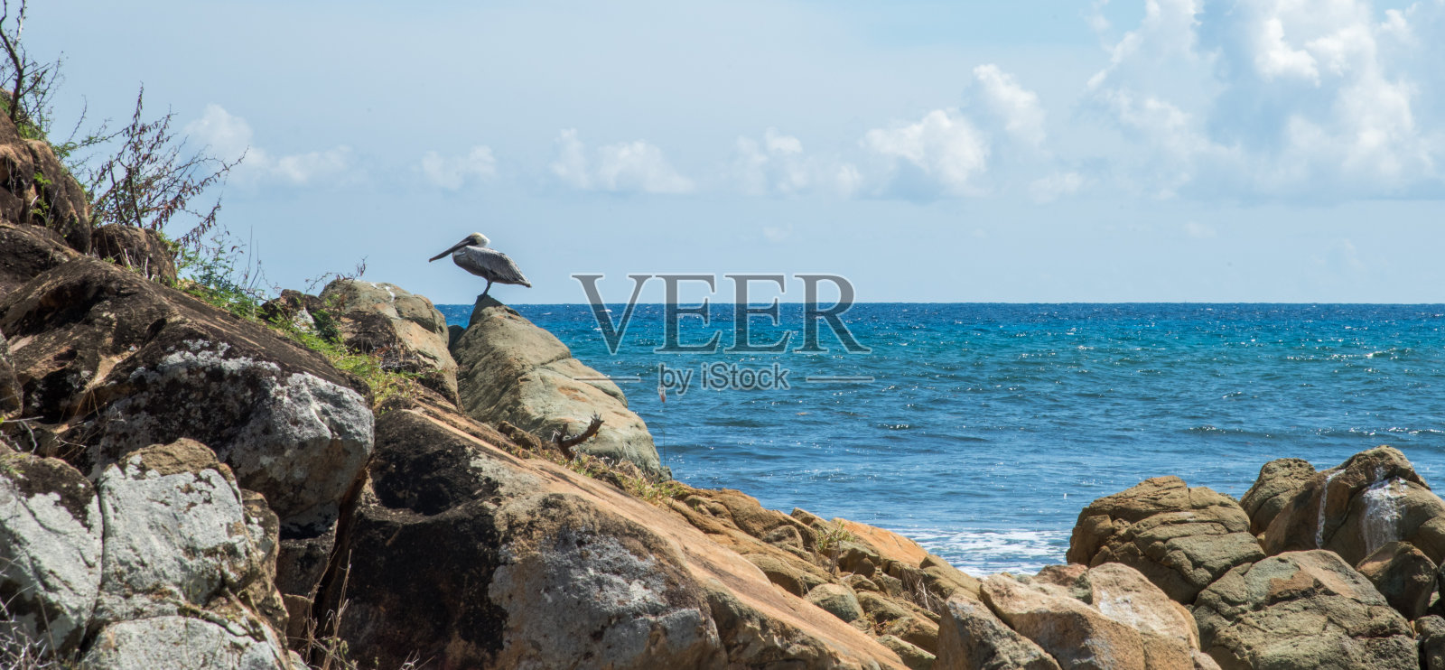 沿海岩石上的褐鹈鹕照片摄影图片