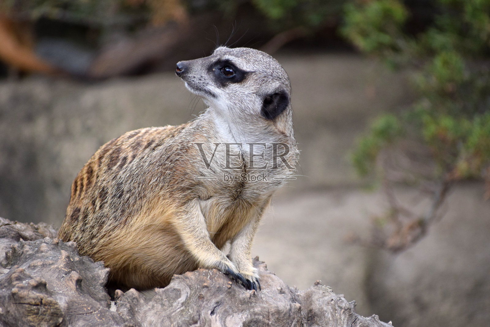 小suricate猫鼬照片摄影图片