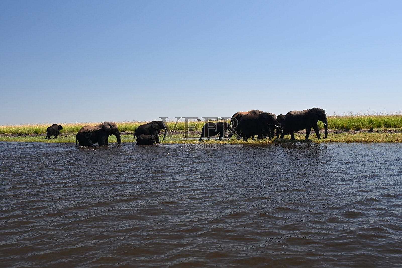 丘比河:大象一家正在过河照片摄影图片