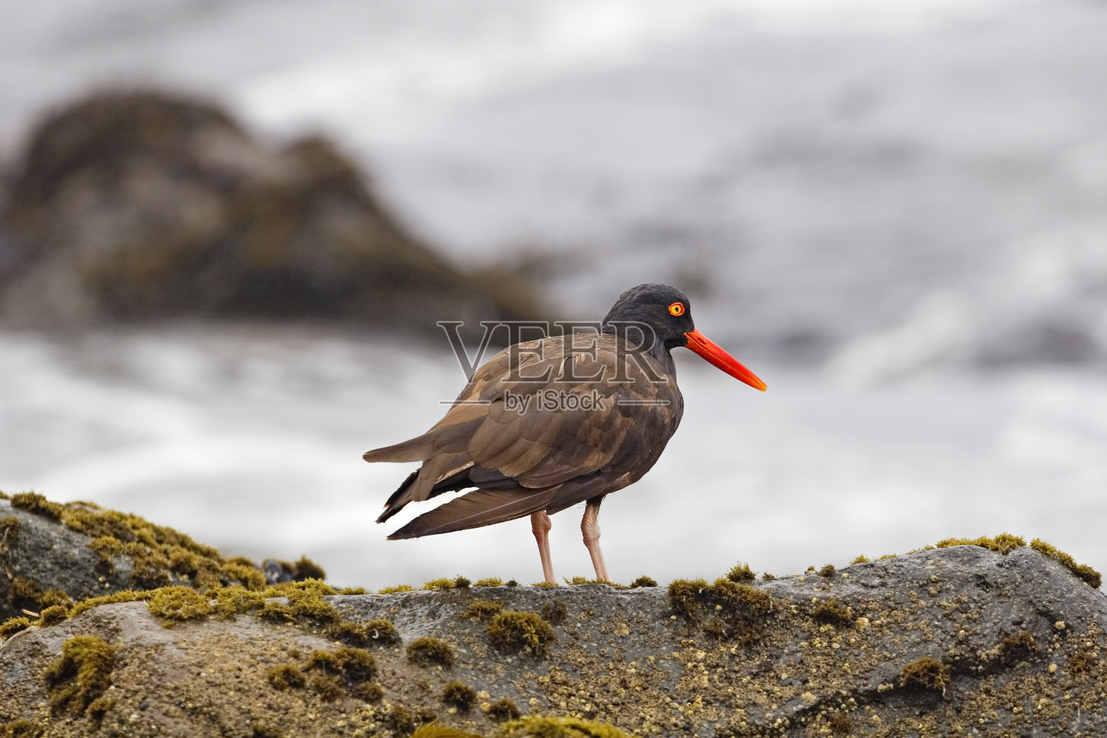 黑牡蛎捕手,巴赫马尼Haematopus,正在岸边休息照片摄影图片