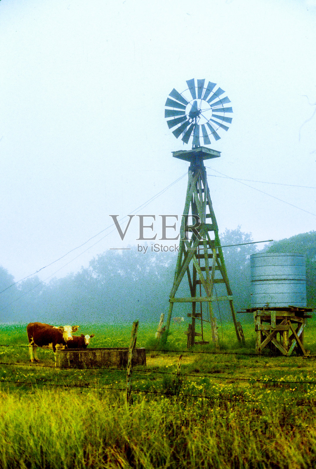 老木材与贮水池围栏和母牛小牛在有雾的早晨水槽照片摄影图片