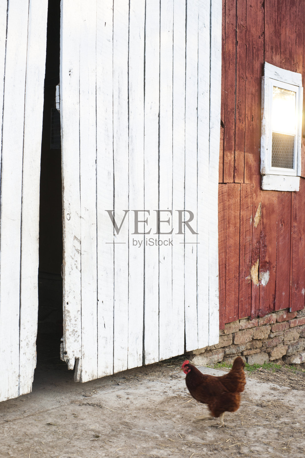 农场里的鸡照片摄影图片