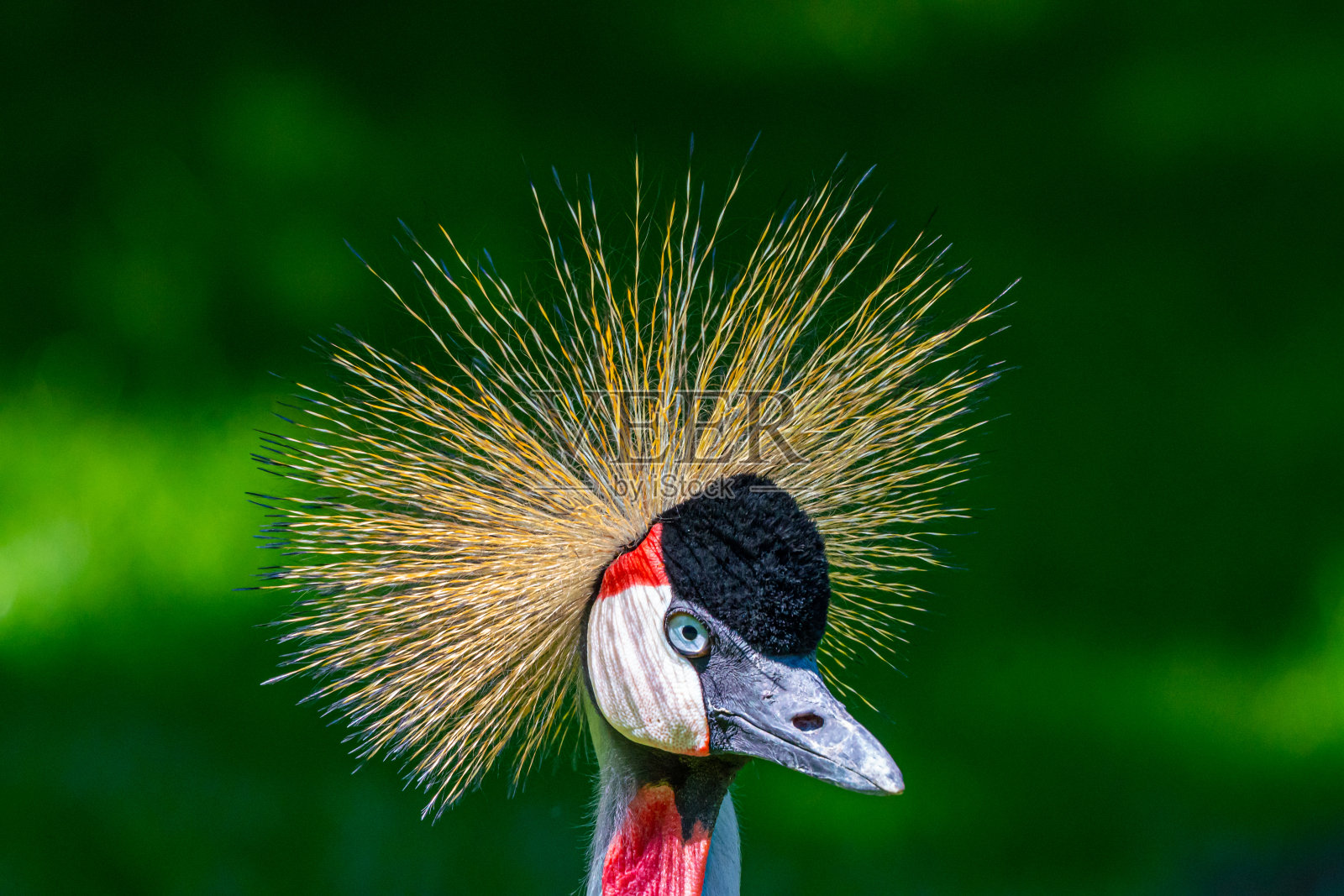 冠鹤——乌干达的国鸟照片摄影图片