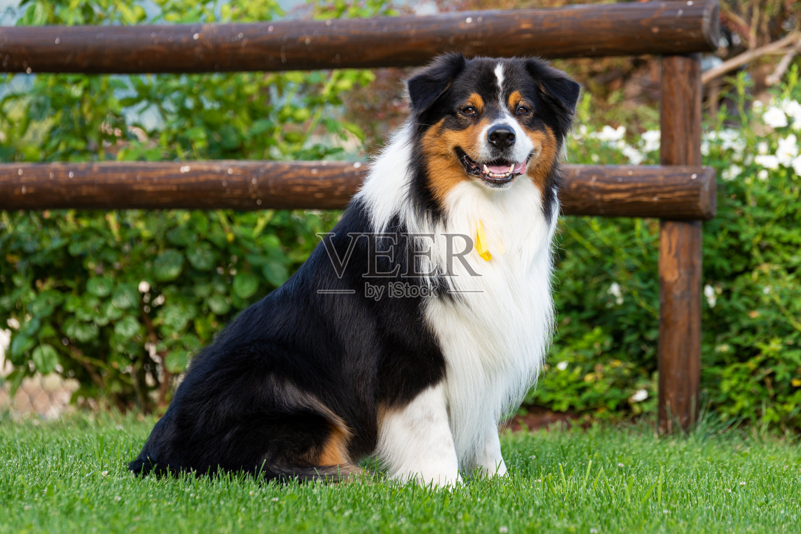 澳大利亚牧羊犬照片摄影图片