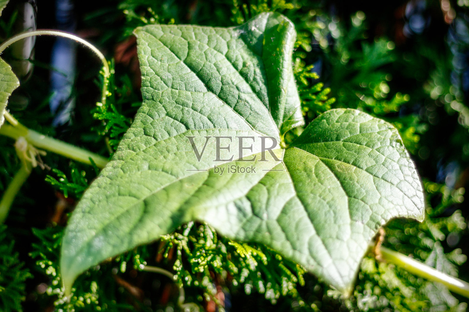 夏天的树叶照片摄影图片