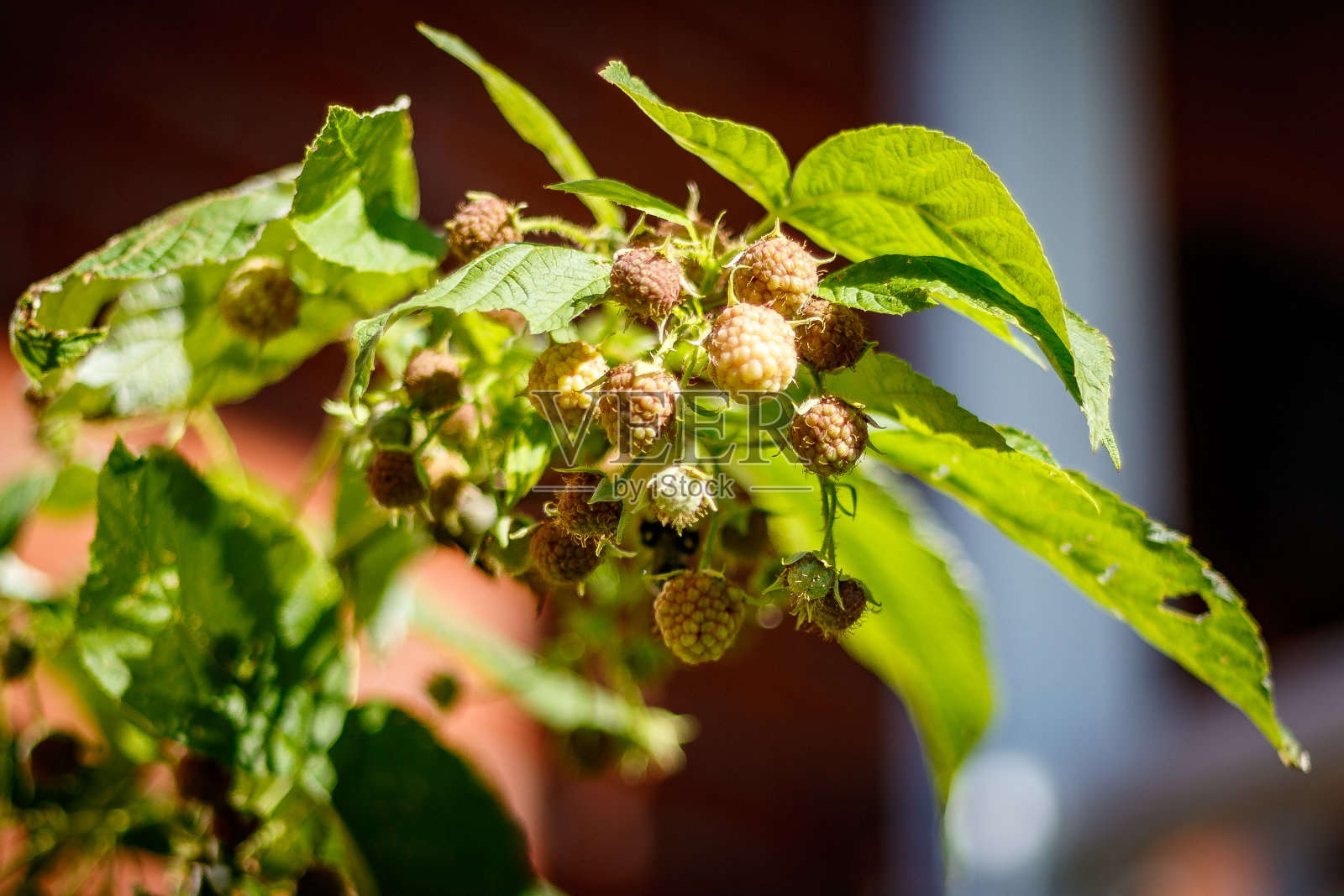 夏天,花照片摄影图片