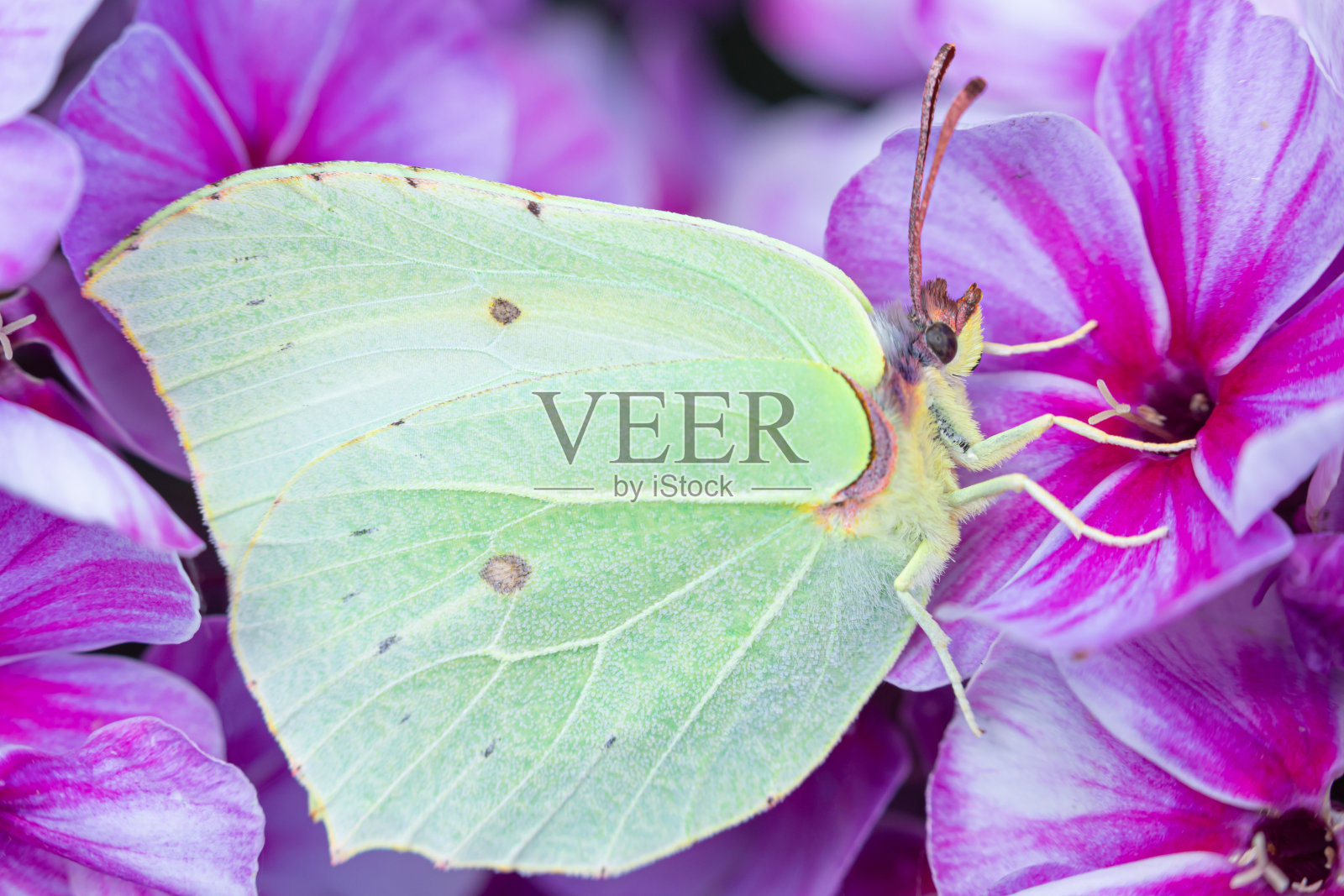 微距拍摄的美丽的绿色蝴蝶在紫色或紫丁香花上在温暖阳光明媚的夏天或春天的天气照片摄影图片