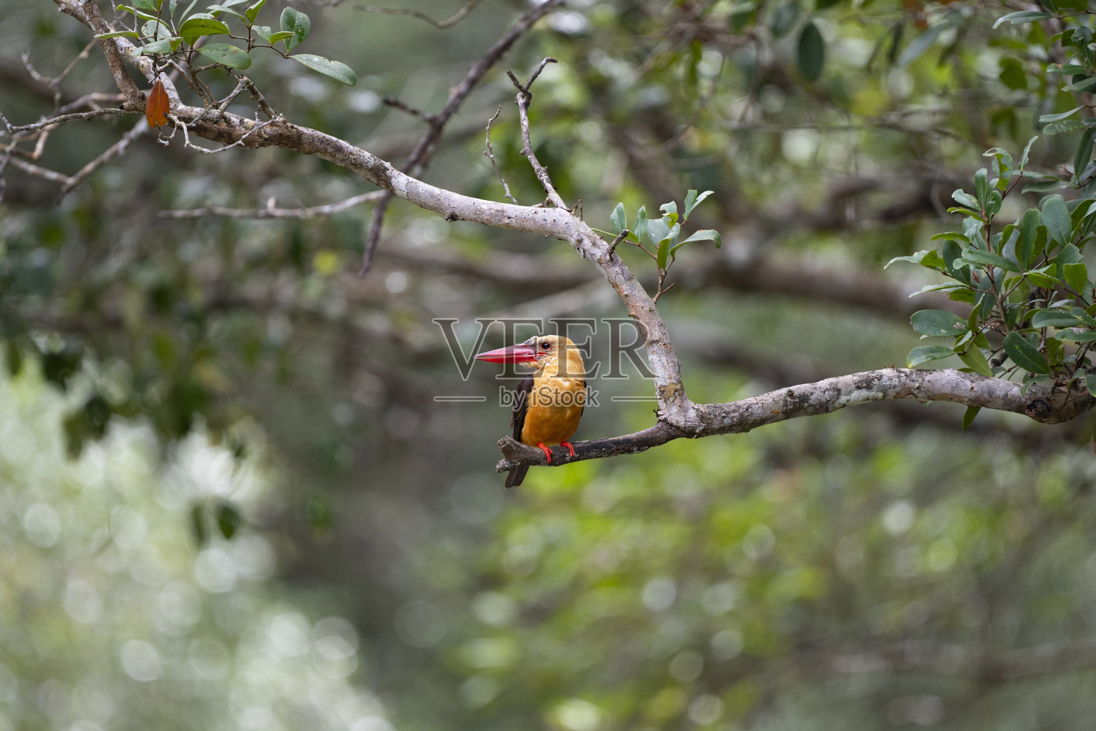褐色翅膀的翠鸟照片摄影图片