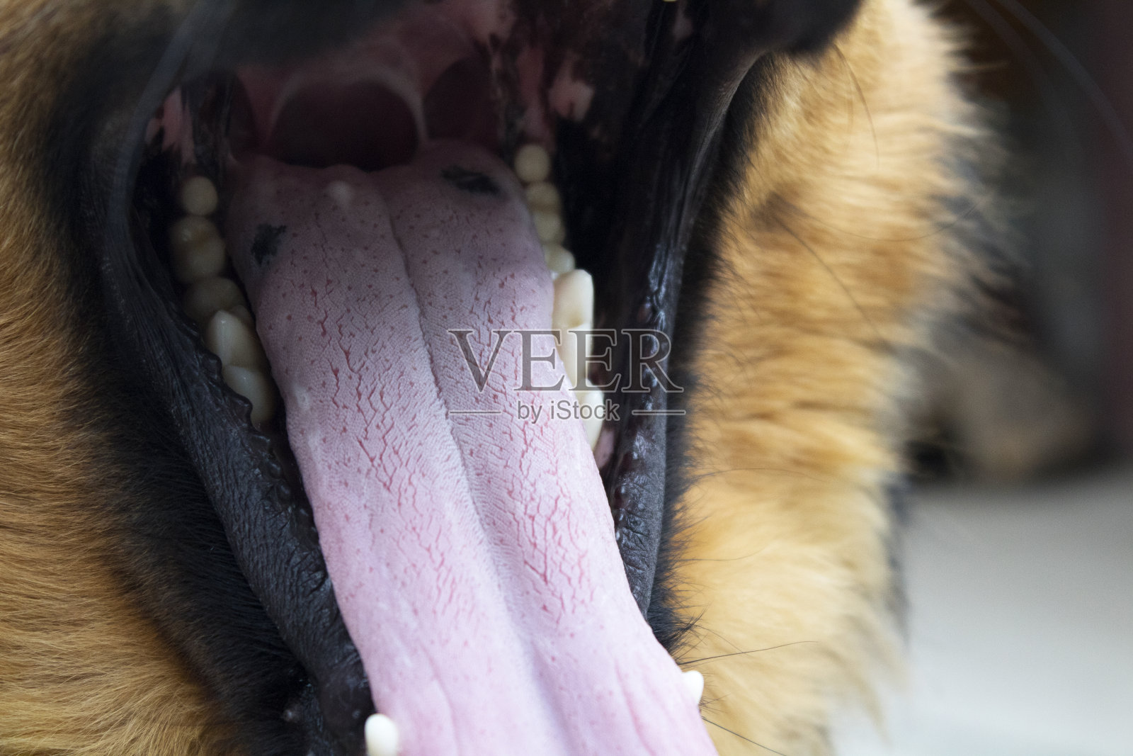 长着长舌头的漂亮善良的狗照片摄影图片