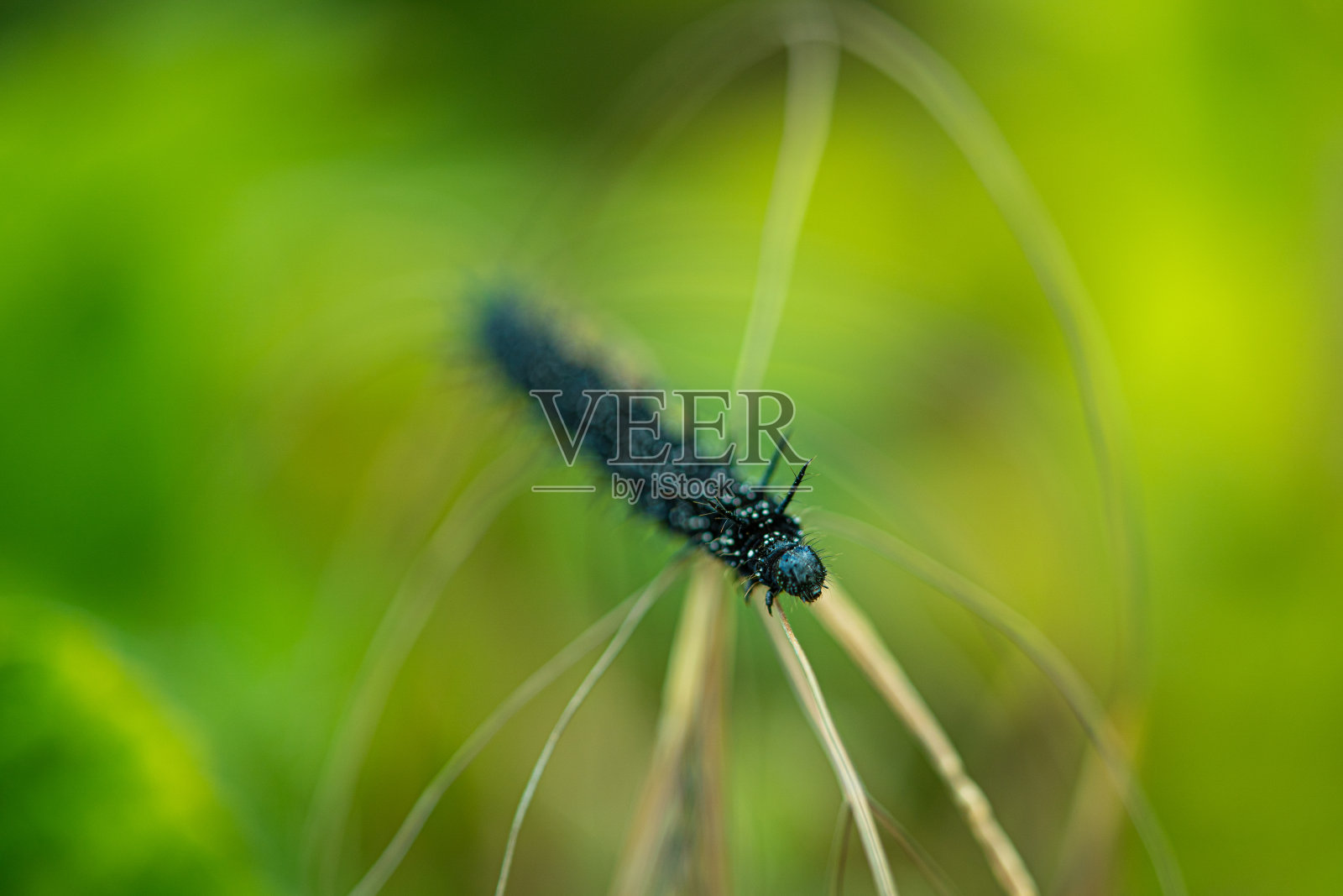 孔雀蝴蝶黑白刺毛虫近距离照片摄影图片