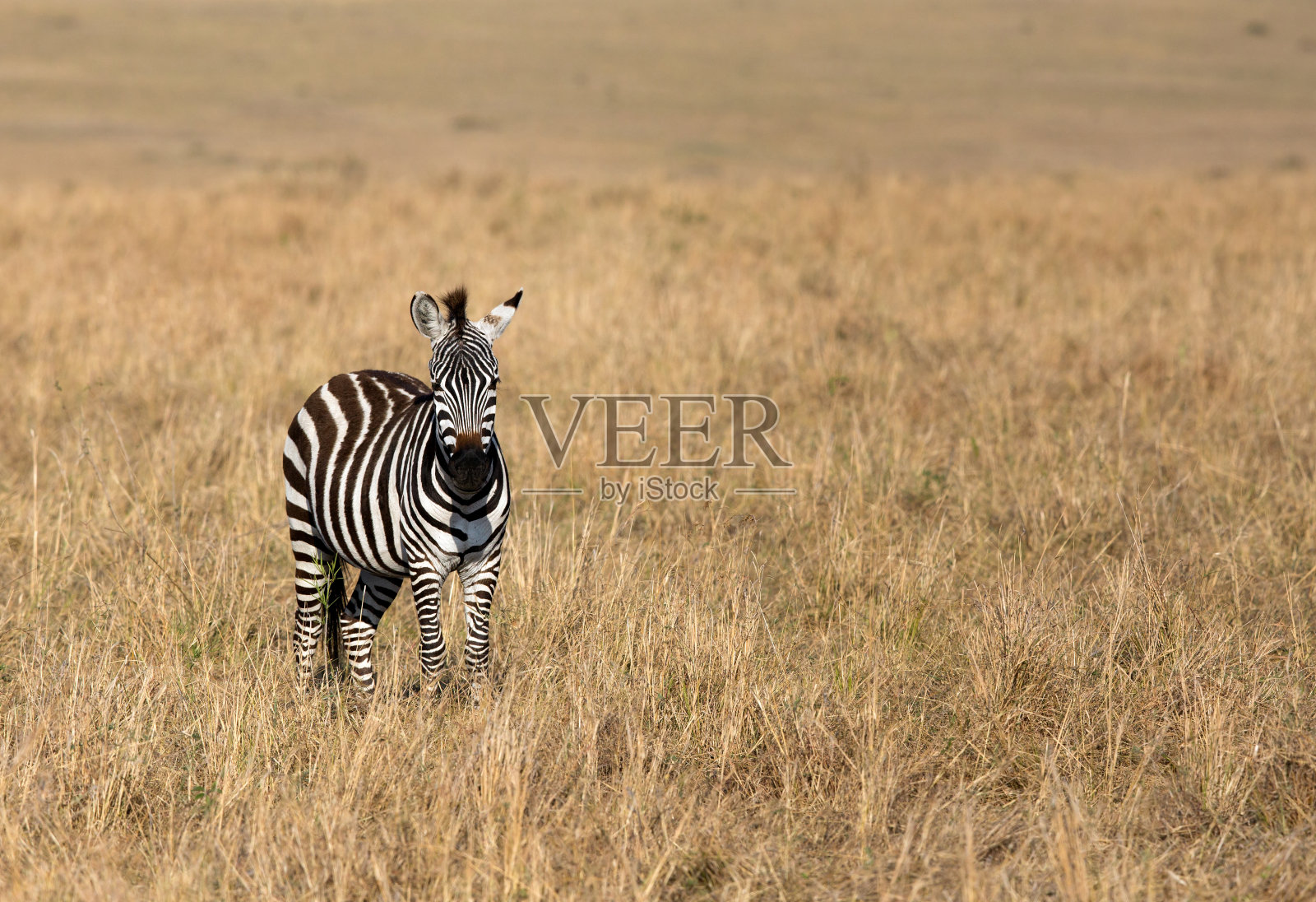 稀树草原上的斑马,马赛马拉照片摄影图片