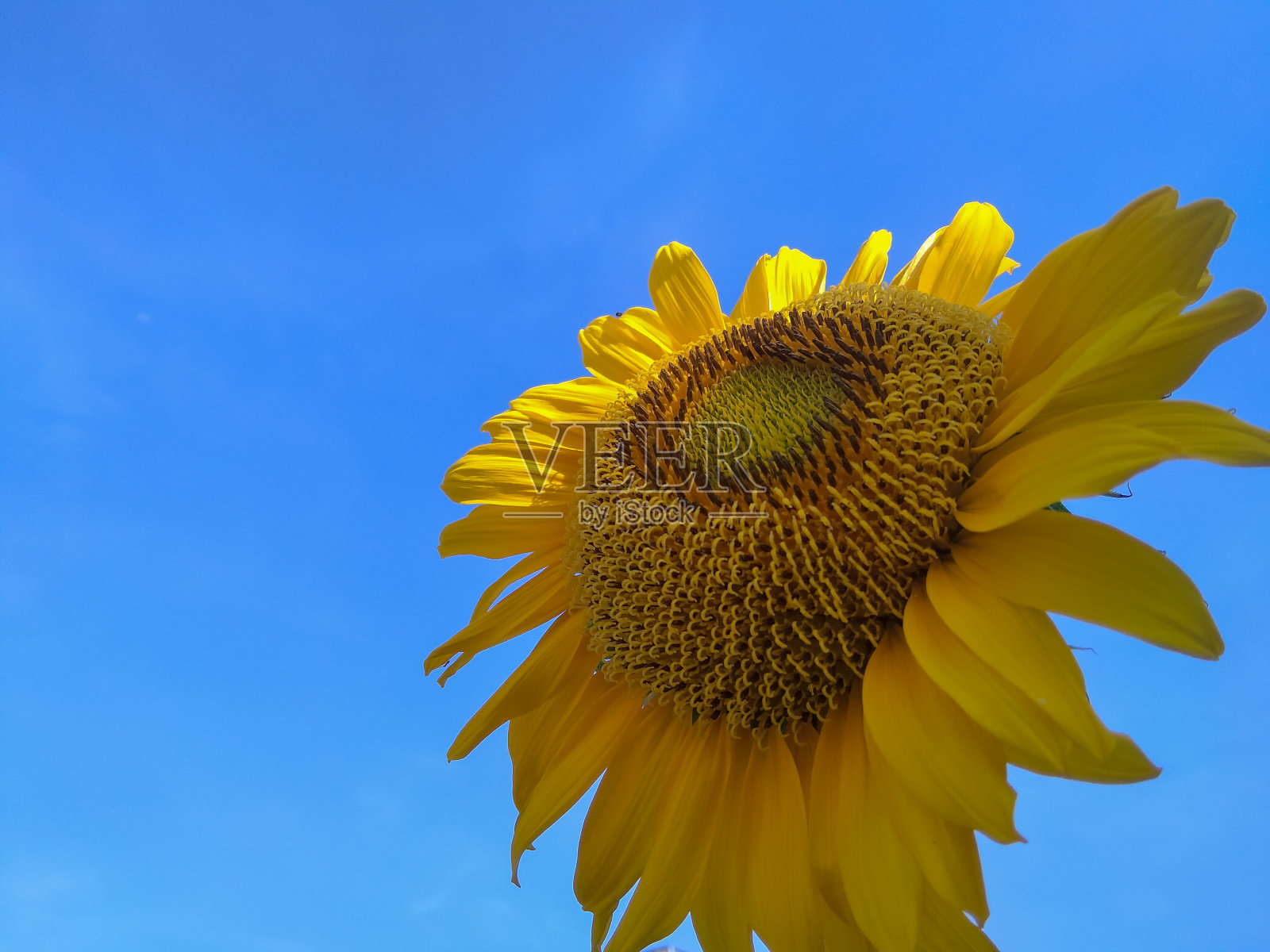 太阳的花照片摄影图片