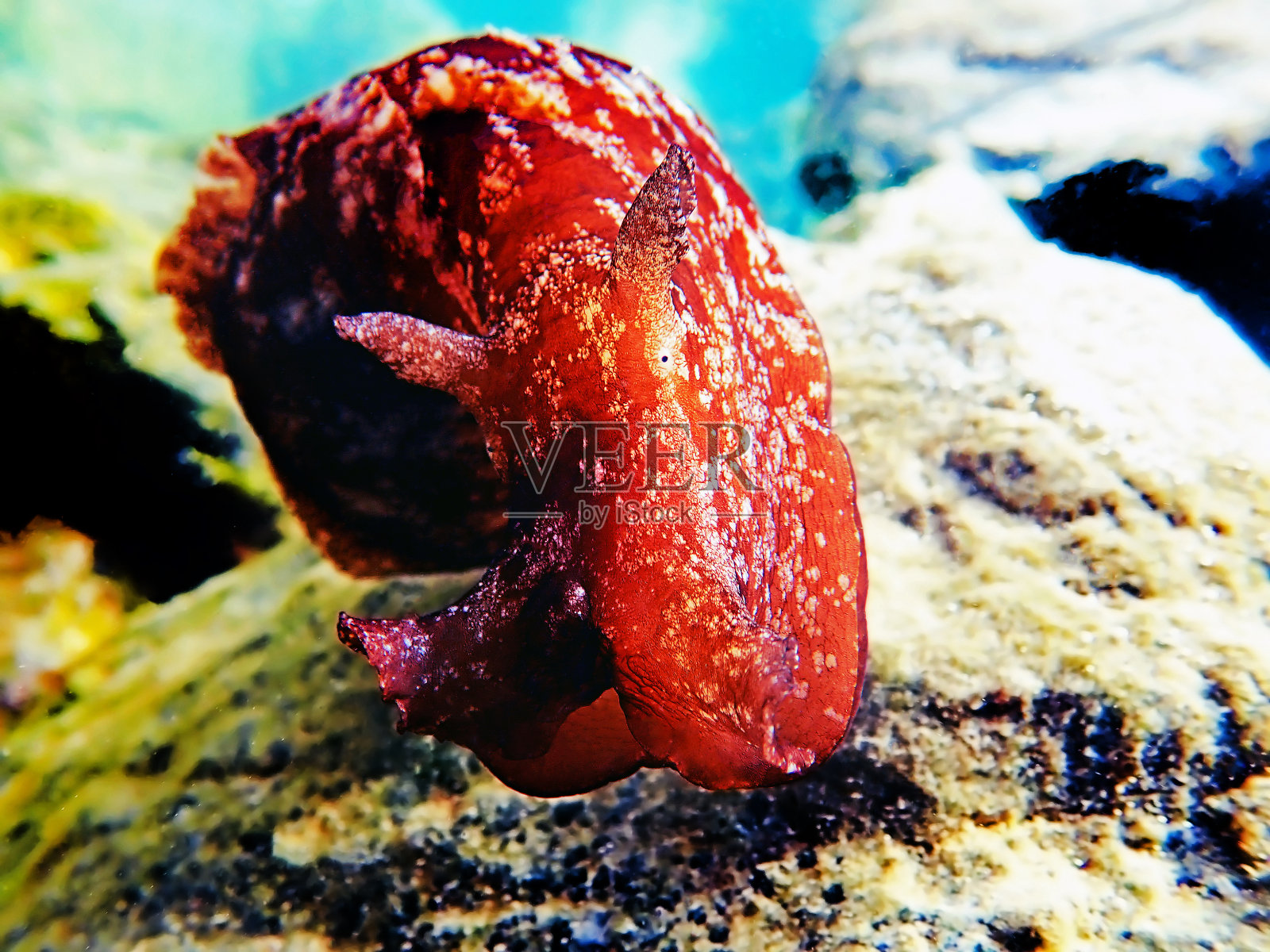 水下拍摄的地中海大海兔(斑点海兔)照片摄影图片