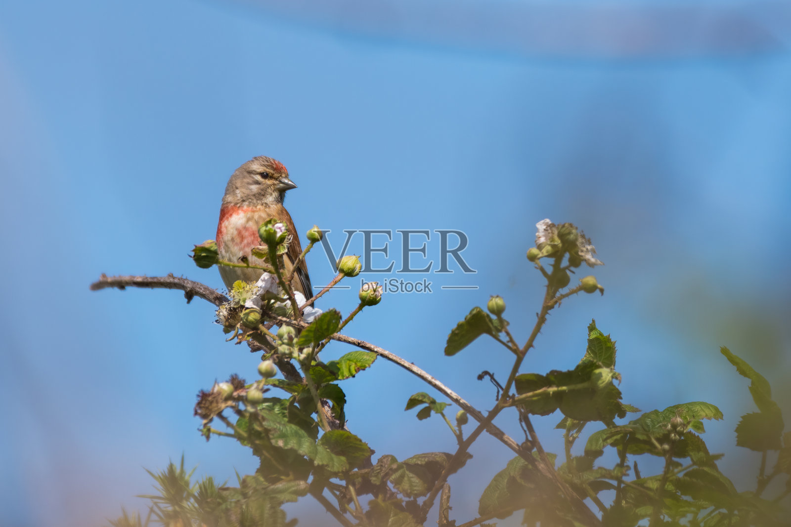 栖息在灌木丛顶端的红雀照片摄影图片