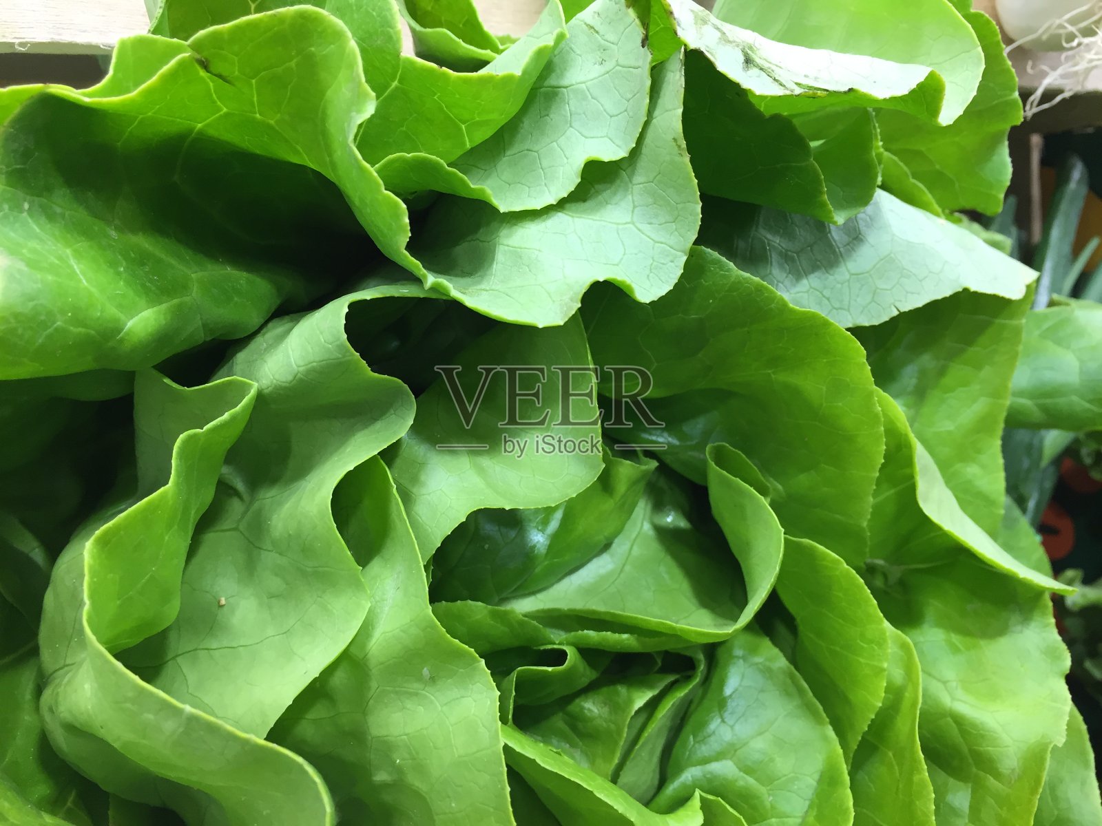 比布波士顿生菜照片摄影图片