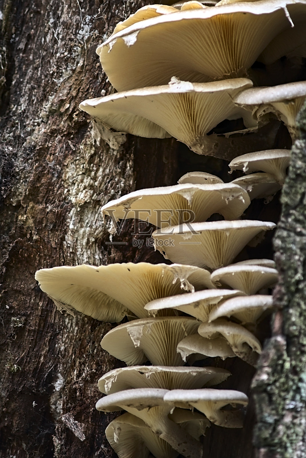 自然界的真菌照片摄影图片
