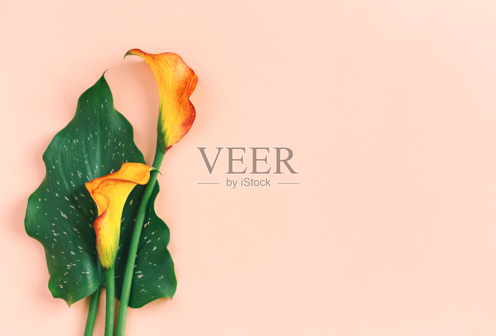 美丽的黄色马蹄莲花与绿色的叶子在桃色柔和的背景。照片摄影图片