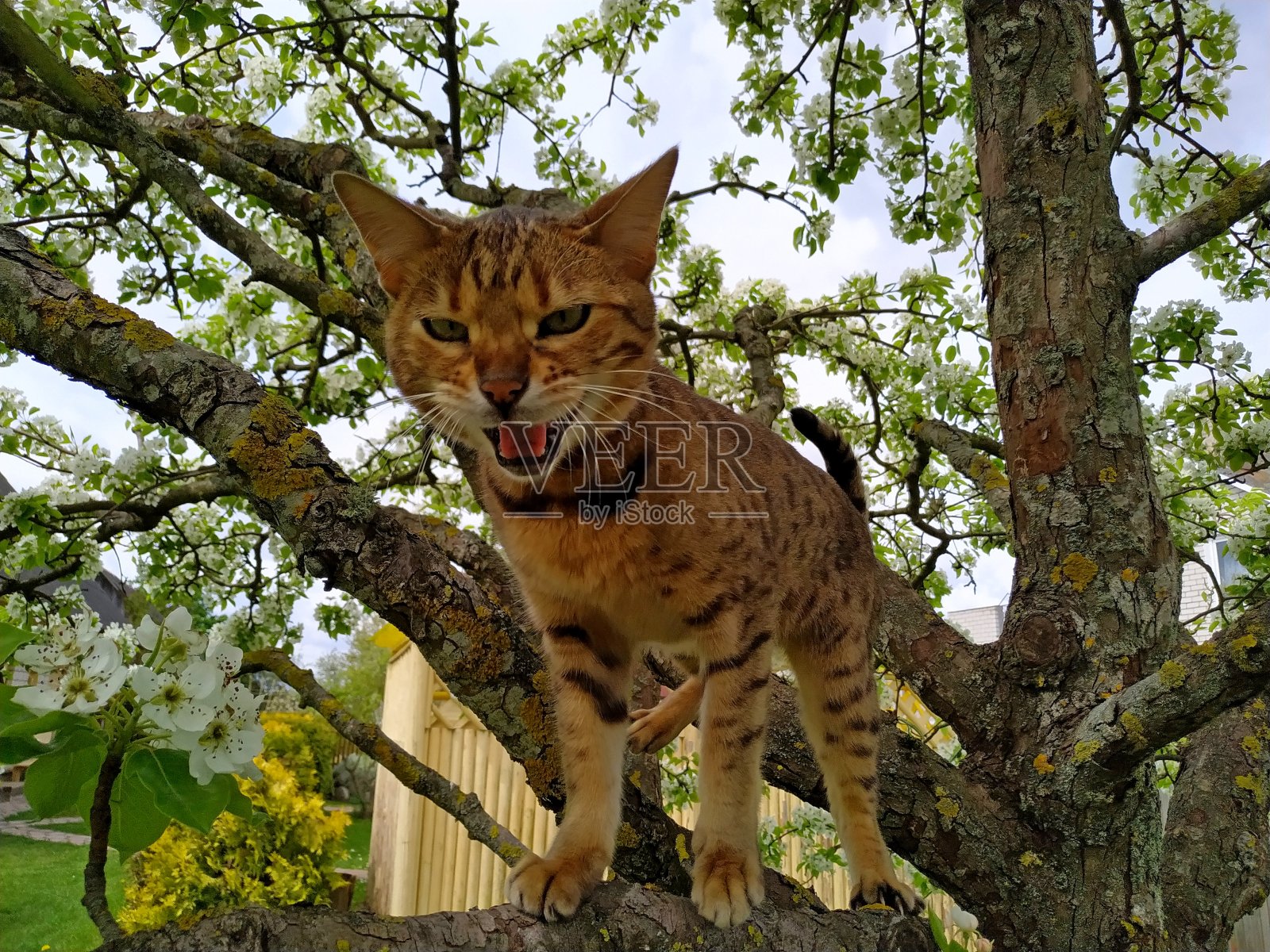 顽皮的孟加拉猫的斑点颜色喵喵在开花梨树上照片摄影图片