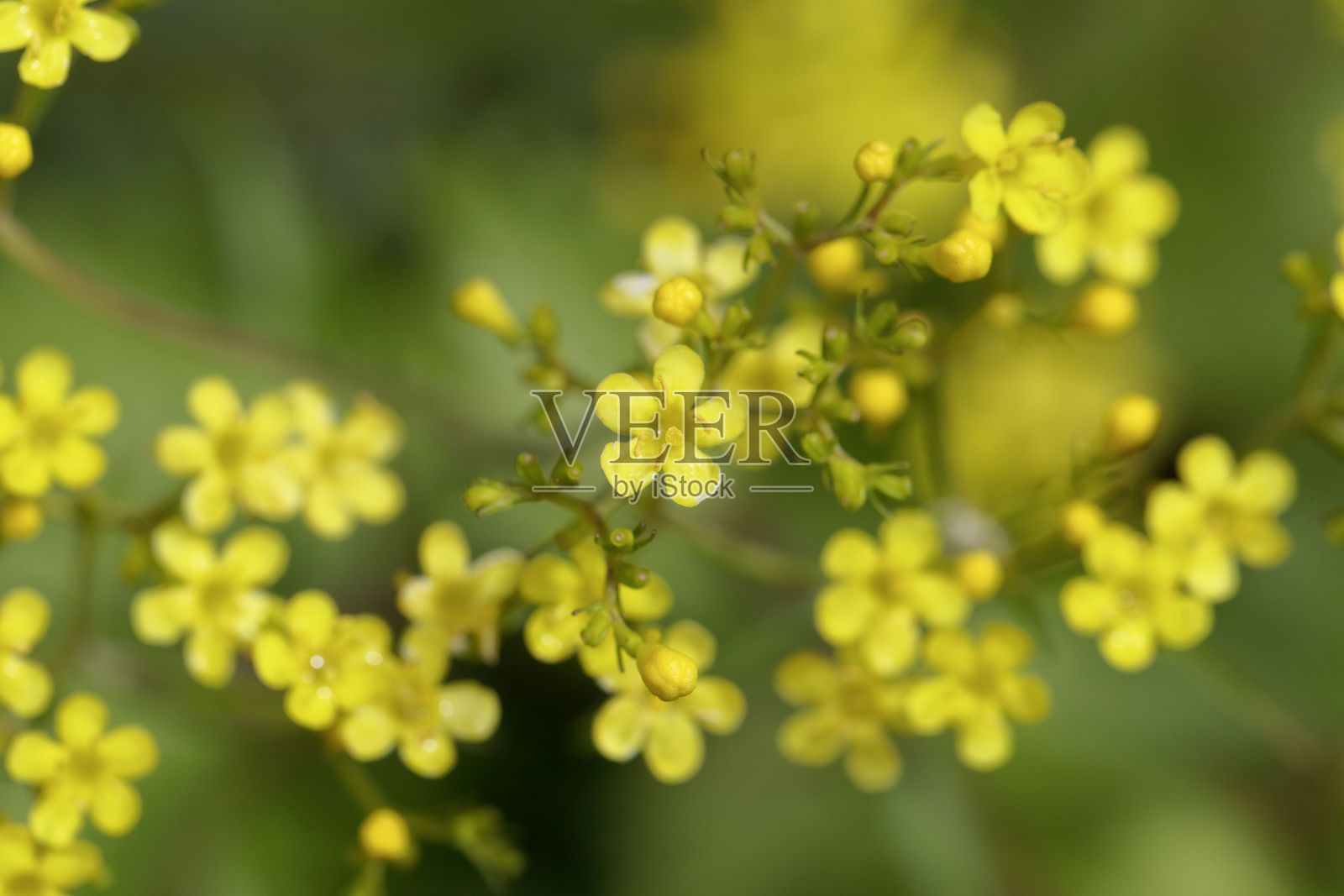 三叶金银花的花照片摄影图片