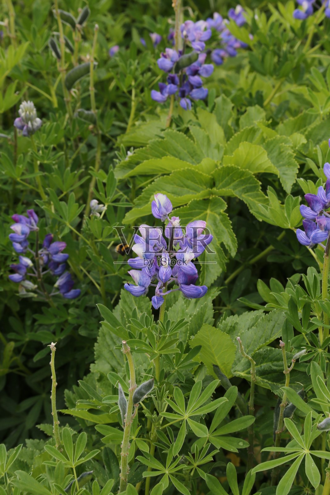 冰岛的野花照片摄影图片