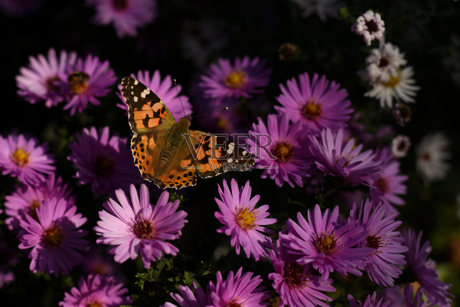 彩绘女蝶(凡妮莎·卡杜),在阳光下,翅膀张开坐在紫花紫花上照片摄影图片