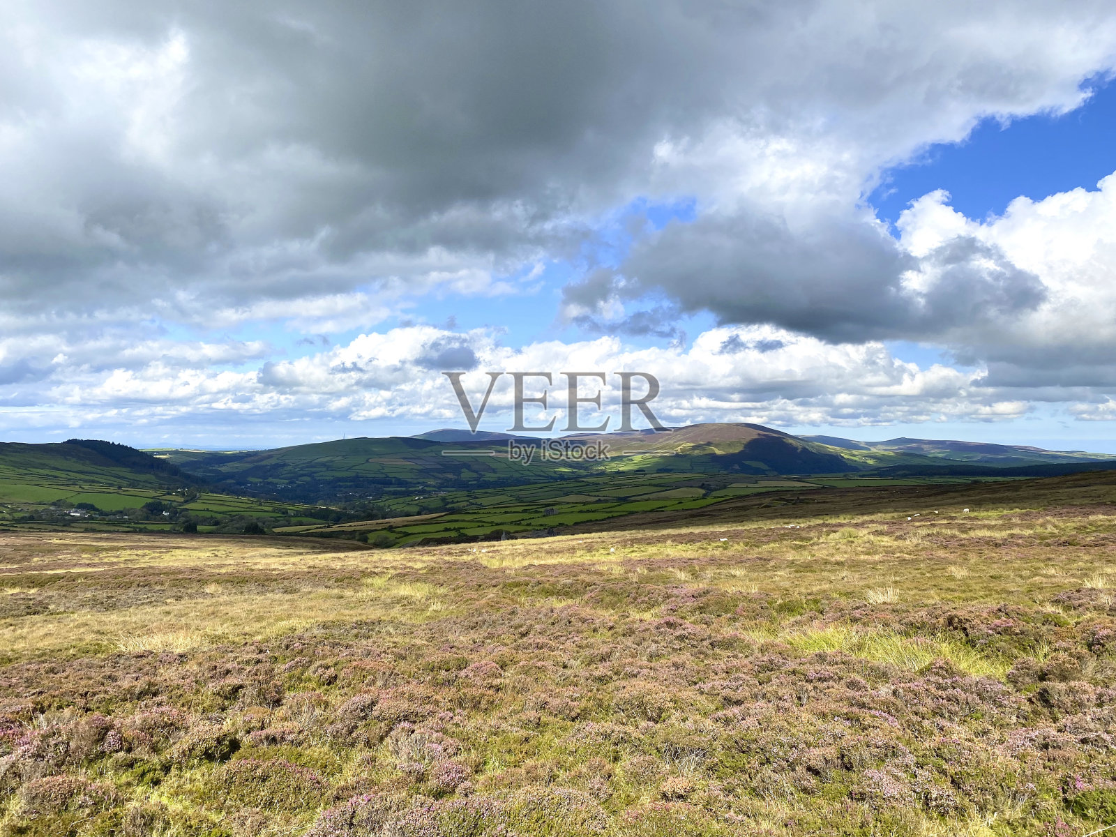马恩岛荒原上的希瑟照片摄影图片