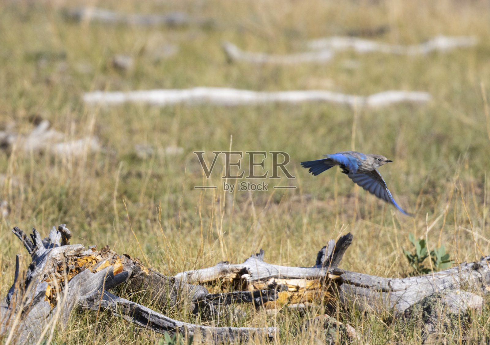 山上的蓝知更鸟照片摄影图片