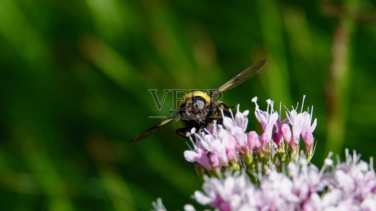 大黄蜂在一朵山花上照片摄影图片