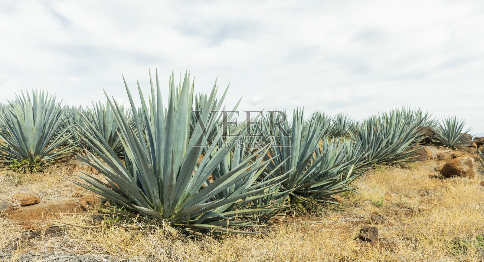 龙舌兰酒中龙舌兰的细节。照片摄影图片