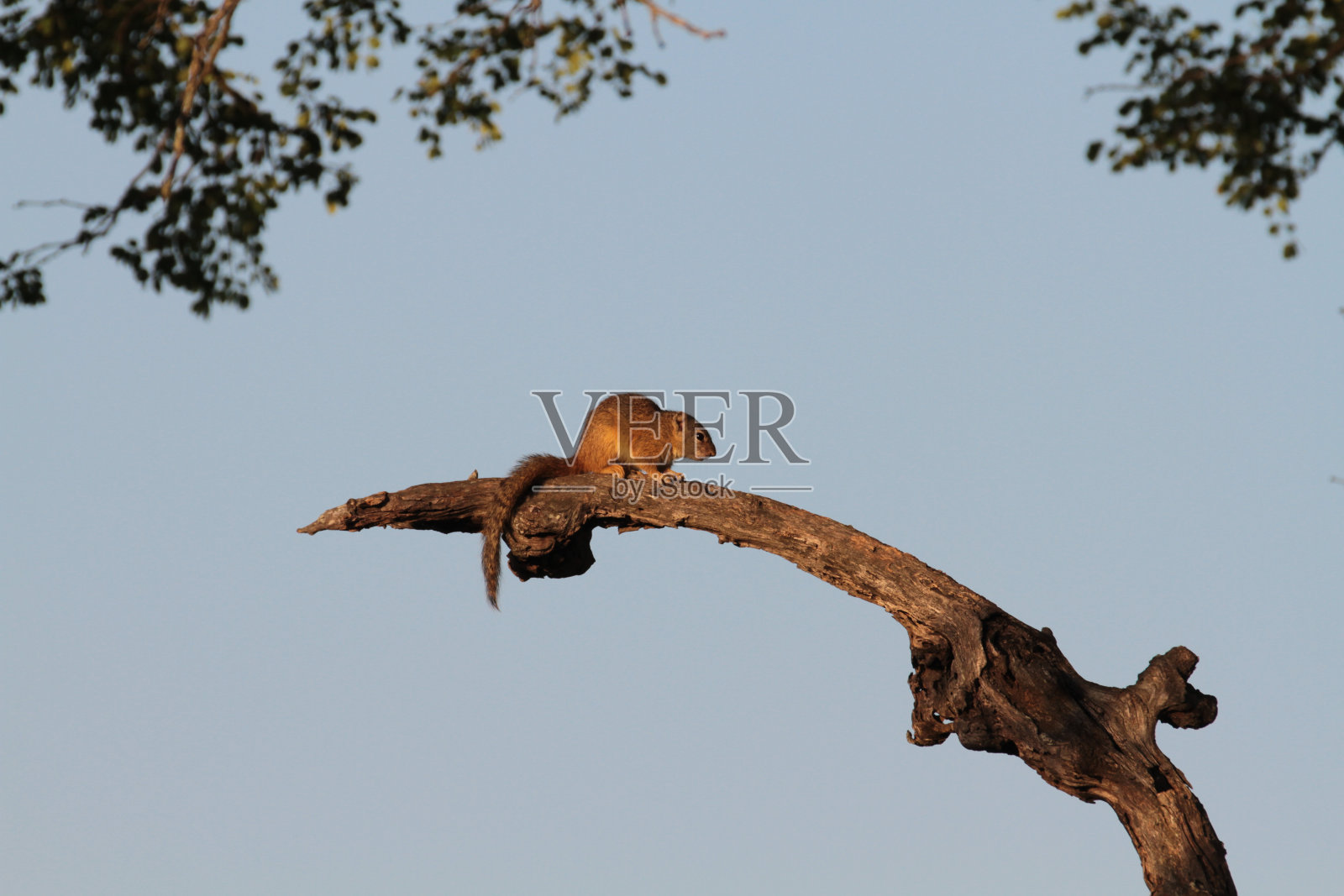 南非Thornybush自然保护区照片摄影图片