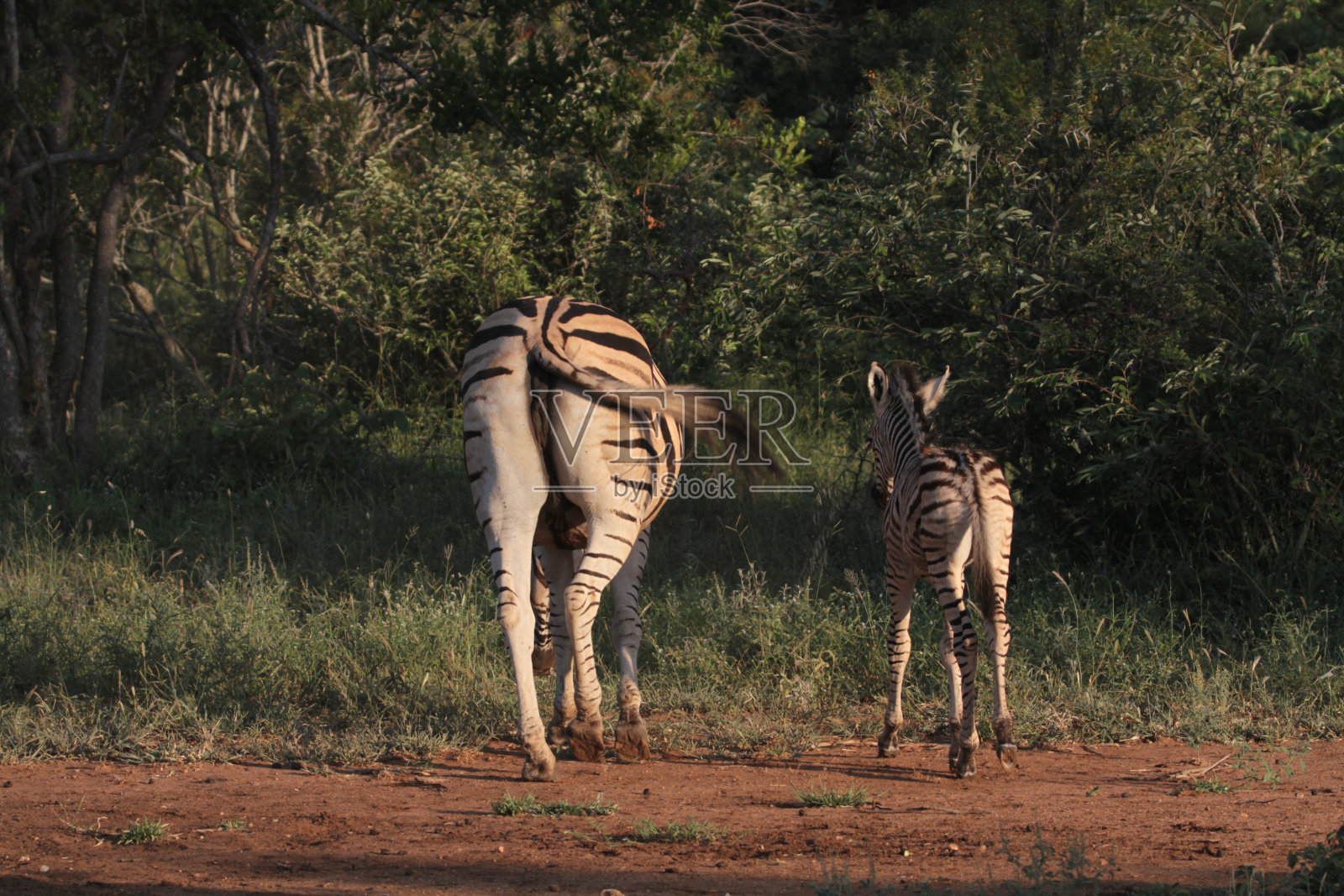 南非Thornybush自然保护区照片摄影图片