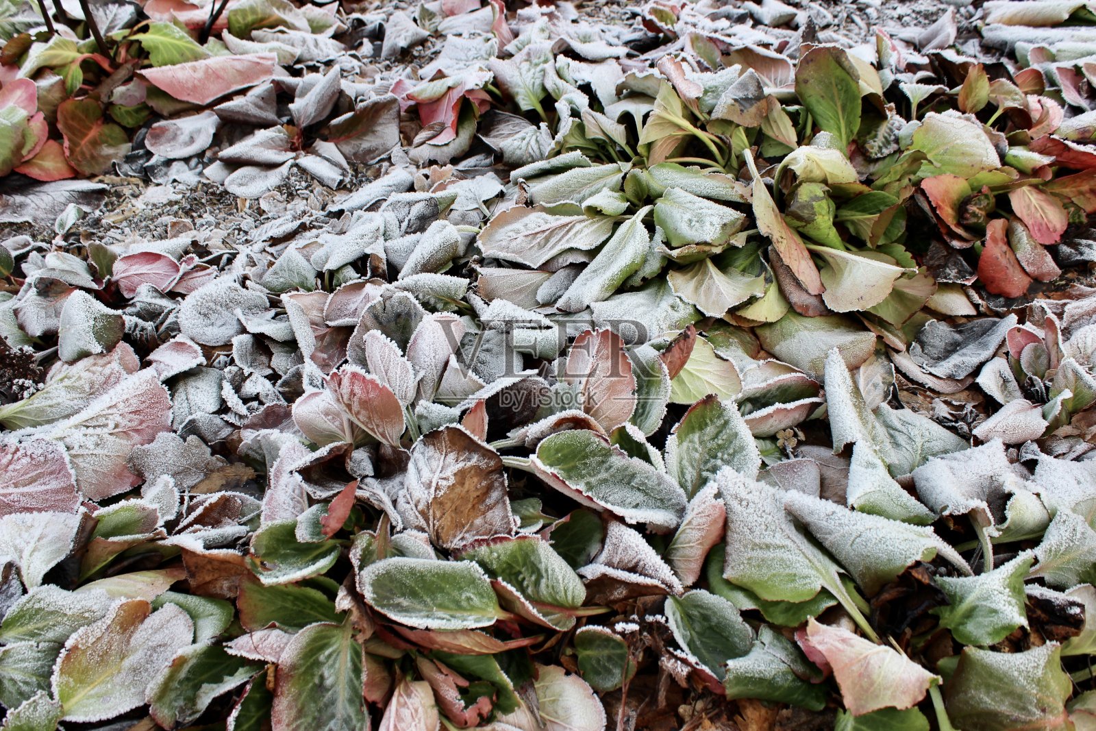 背景秋叶在霜冻。秋天的背景。照片摄影图片