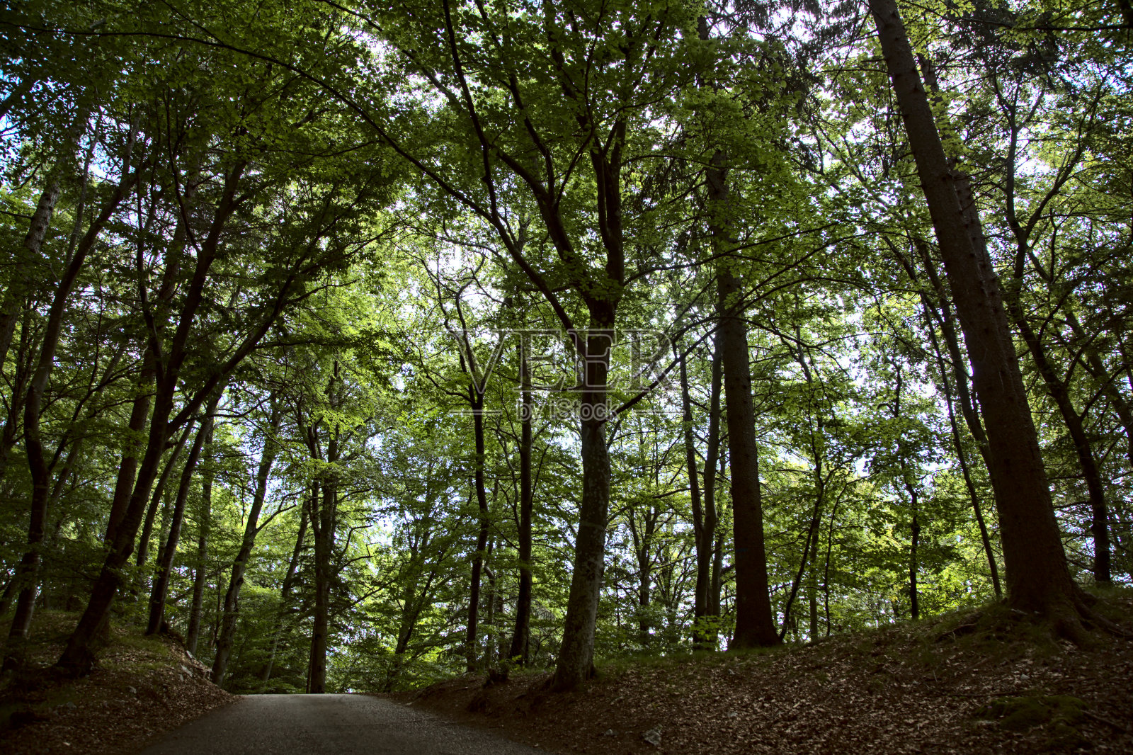 路在山林里照片摄影图片