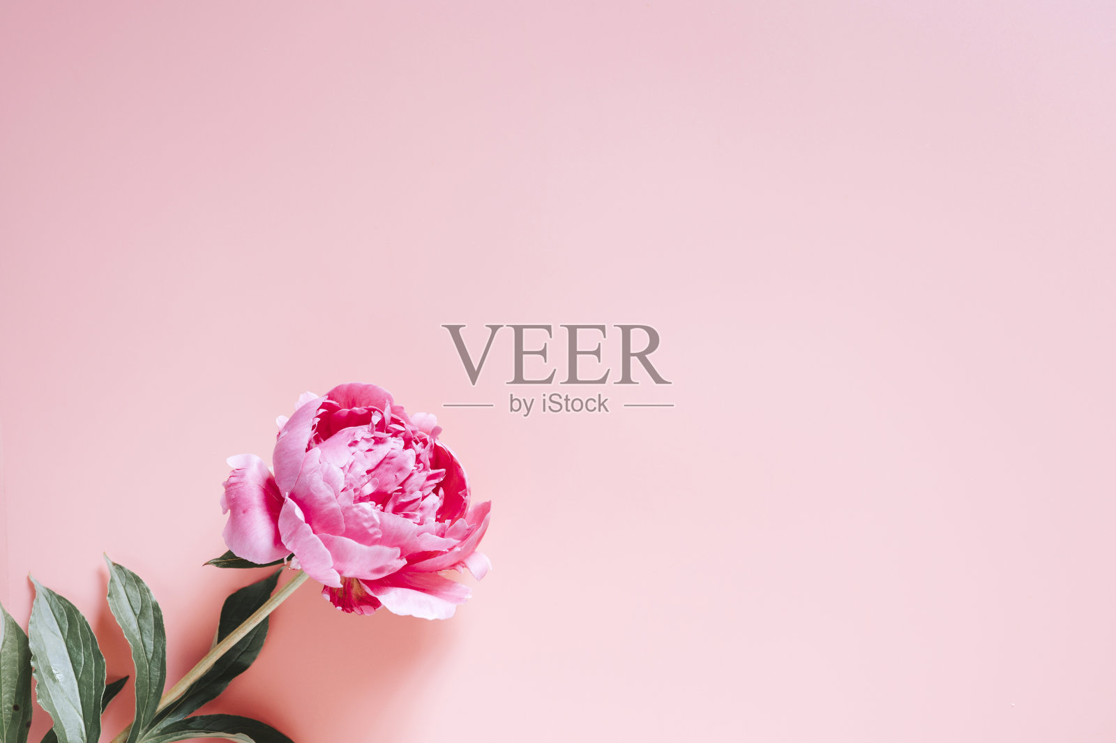 一朵盛开的牡丹花鲜艳的粉红色孤立在浅粉红色的背景。平放,俯视图,文本空间照片摄影图片