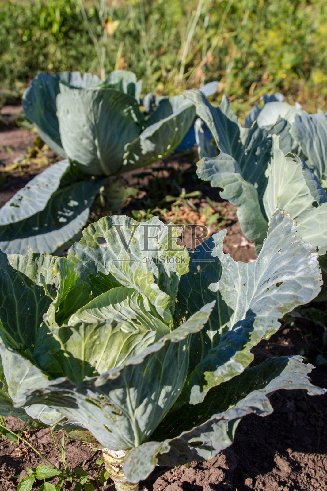 卷心菜头长在花园里。有机农田的收获时间照片摄影图片