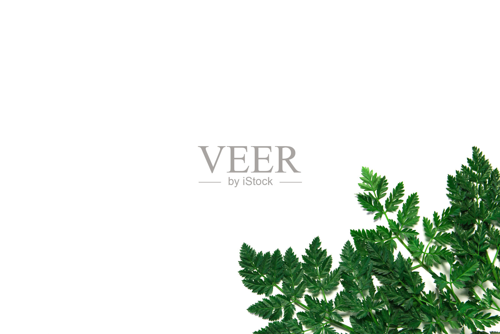 以绿叶为背景的抽象构图。照片摄影图片