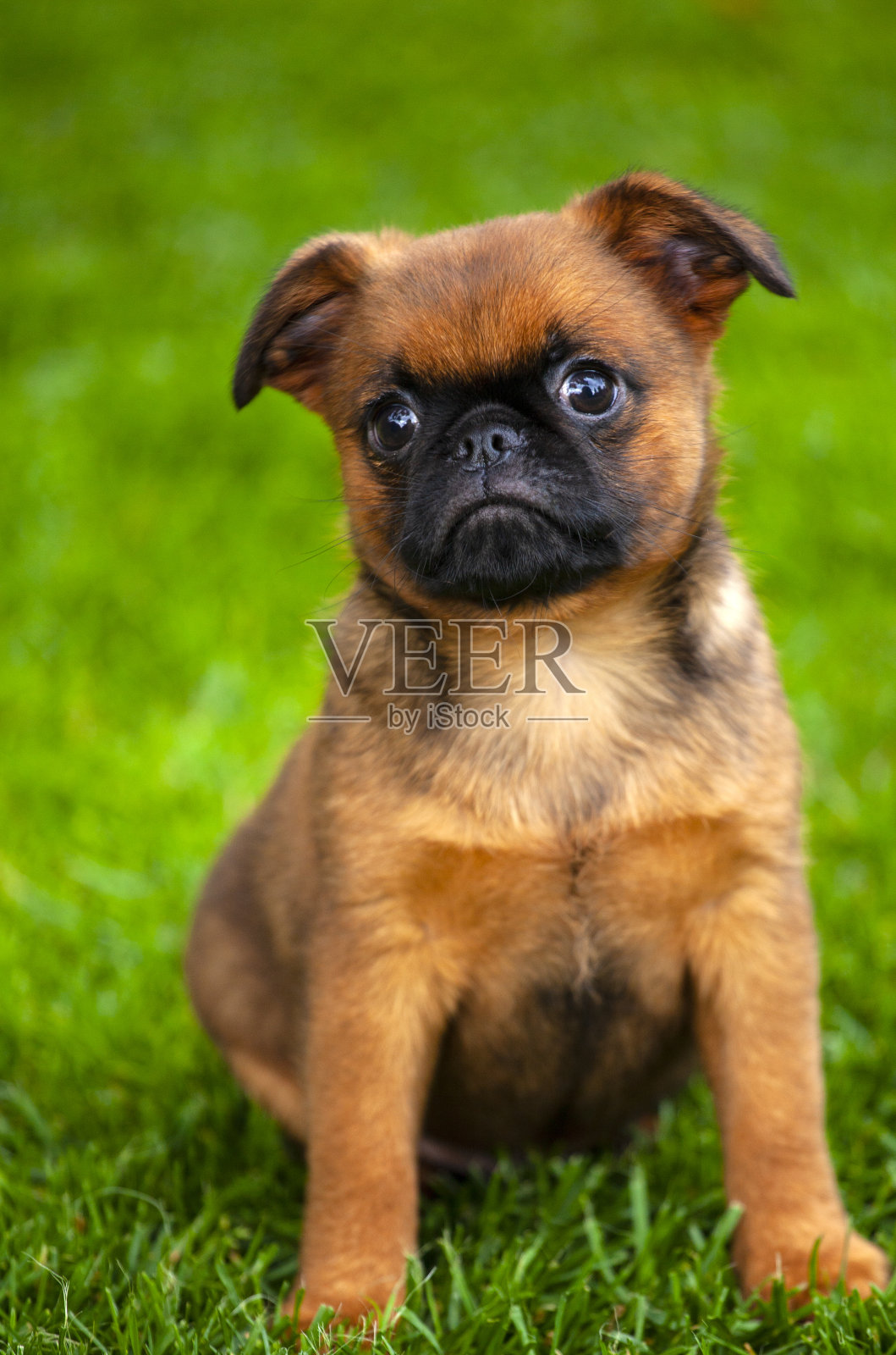 狗草背景图像照片摄影图片