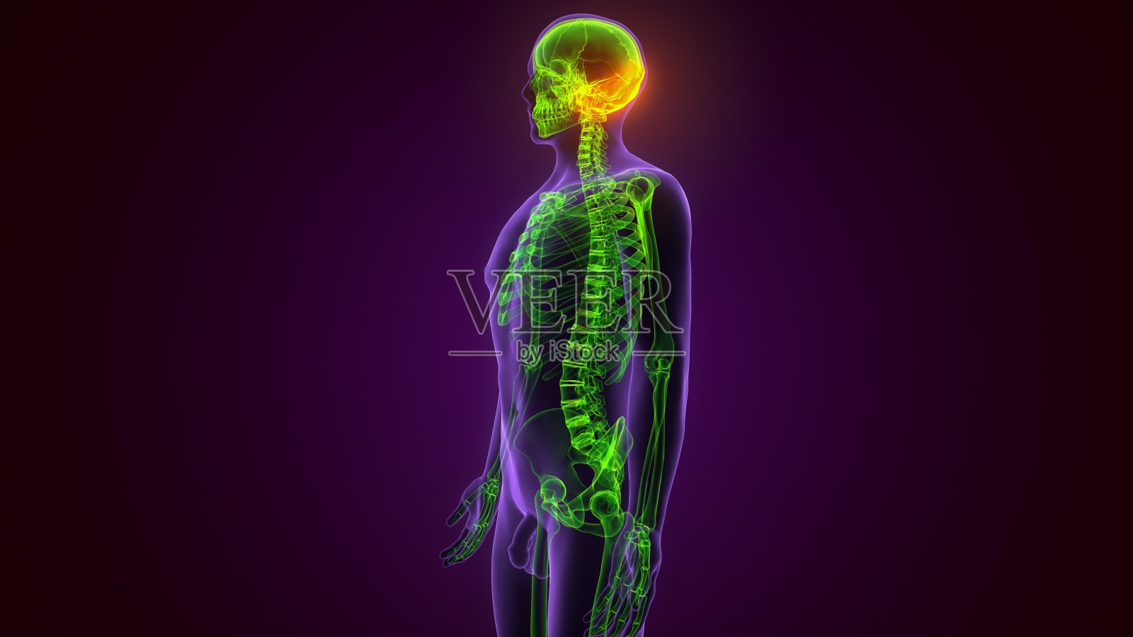 人体骨骼颅骨枕骨解剖医学概念3D插图照片摄影图片