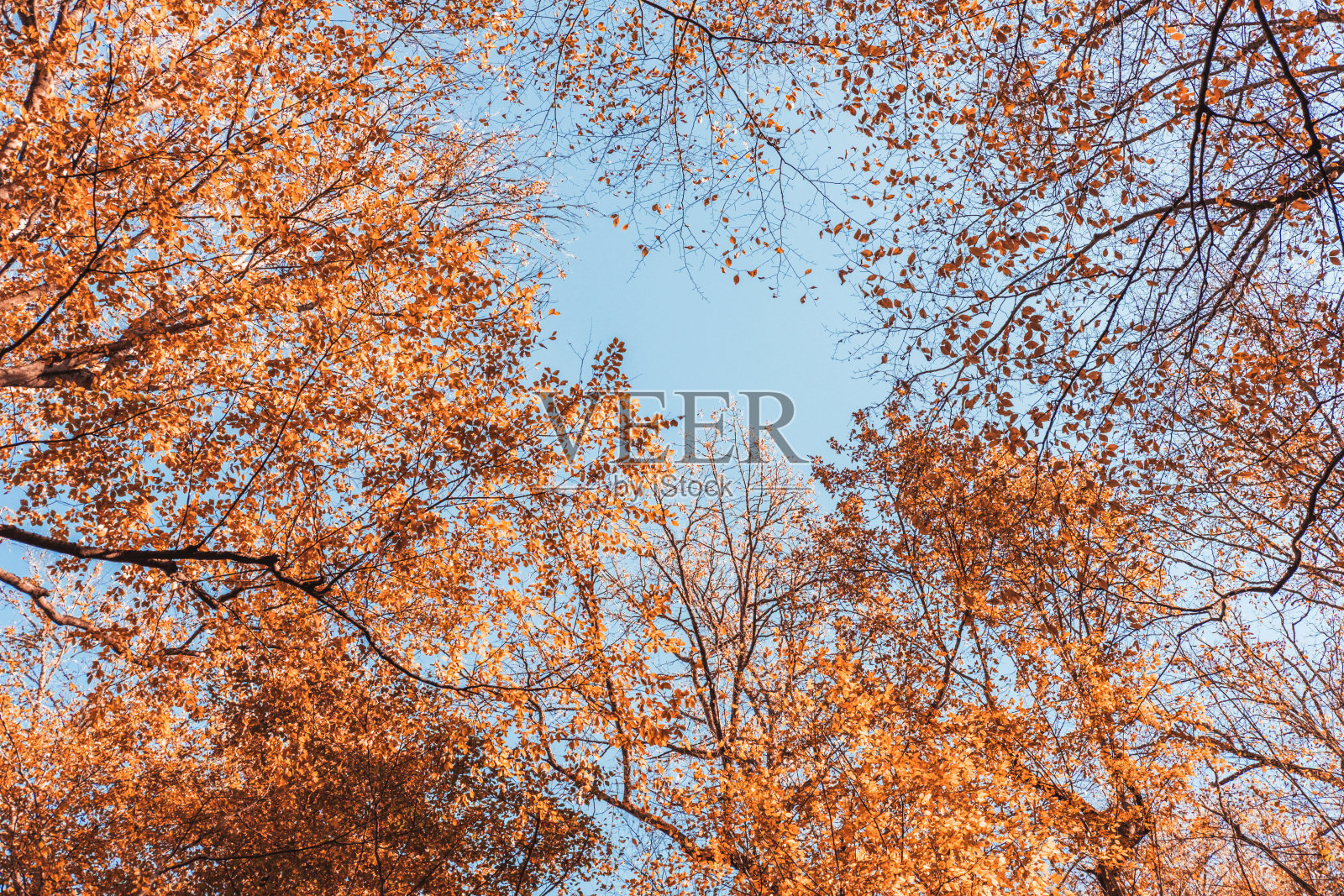 秋天的森林景观在橙色的秋天。照片摄影图片