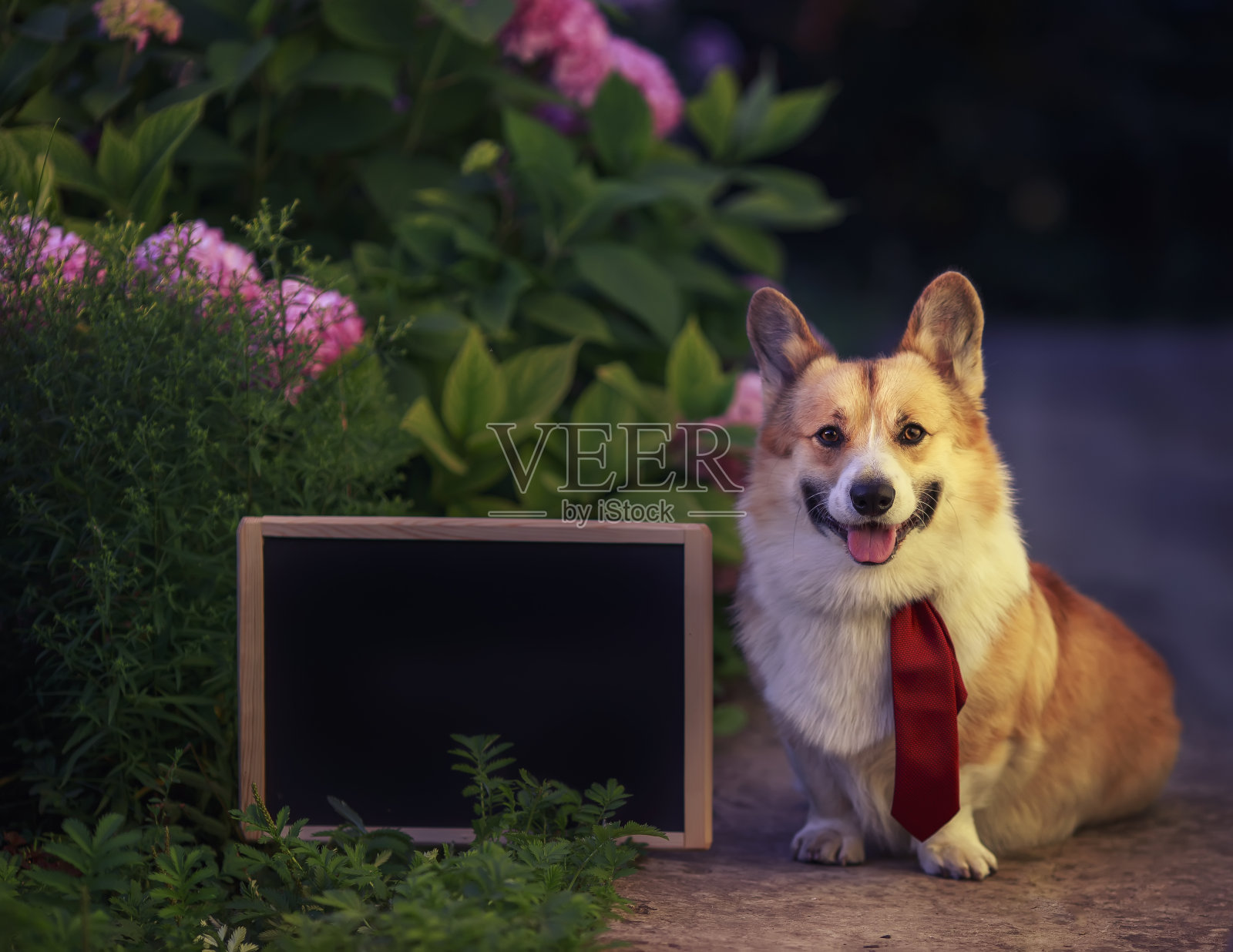 柯基狗狗坐在一个阳光明媚的夏日花园中,粉红色的绣球花床旁边是一个空的黑色粉笔板照片摄影图片